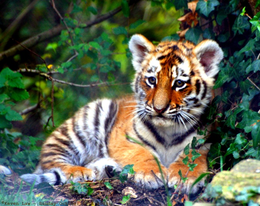 Tiger_Cub